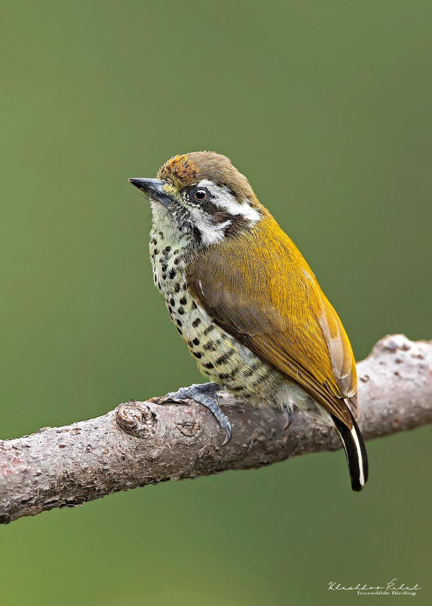 Incredible Birding Camp Apartment Bhīm Tāl Exterior foto